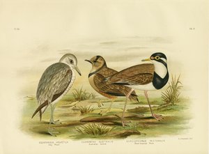 ブラックブレストプロバー、1891年 作： Gracius Broinowski